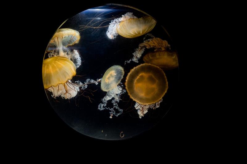 Aquarium de Biarritz