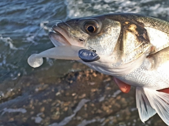Aquitaine pêches sportives - photo 2
