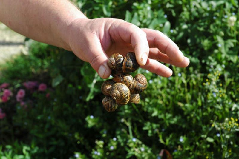 Aquitaine Escargots - photo 2