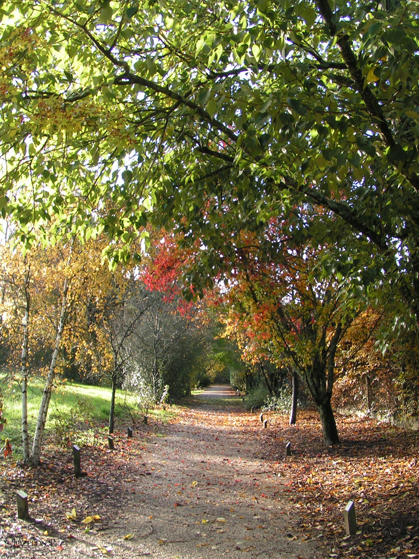 Arboretum du chemin de la découverte, Melle - photo 6