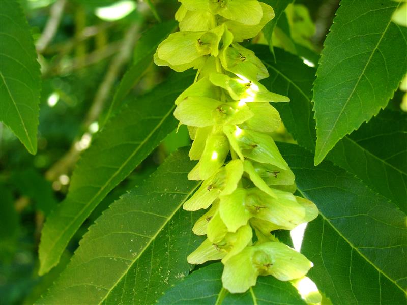 L'Arboretum de Payssas