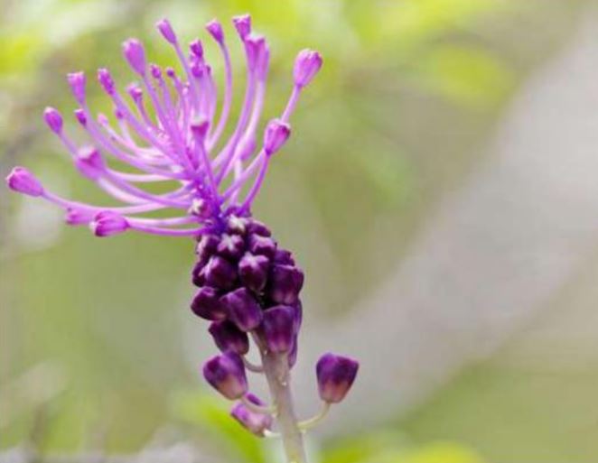 Le Coteau du Croquant, Arboretum & Parc forestier