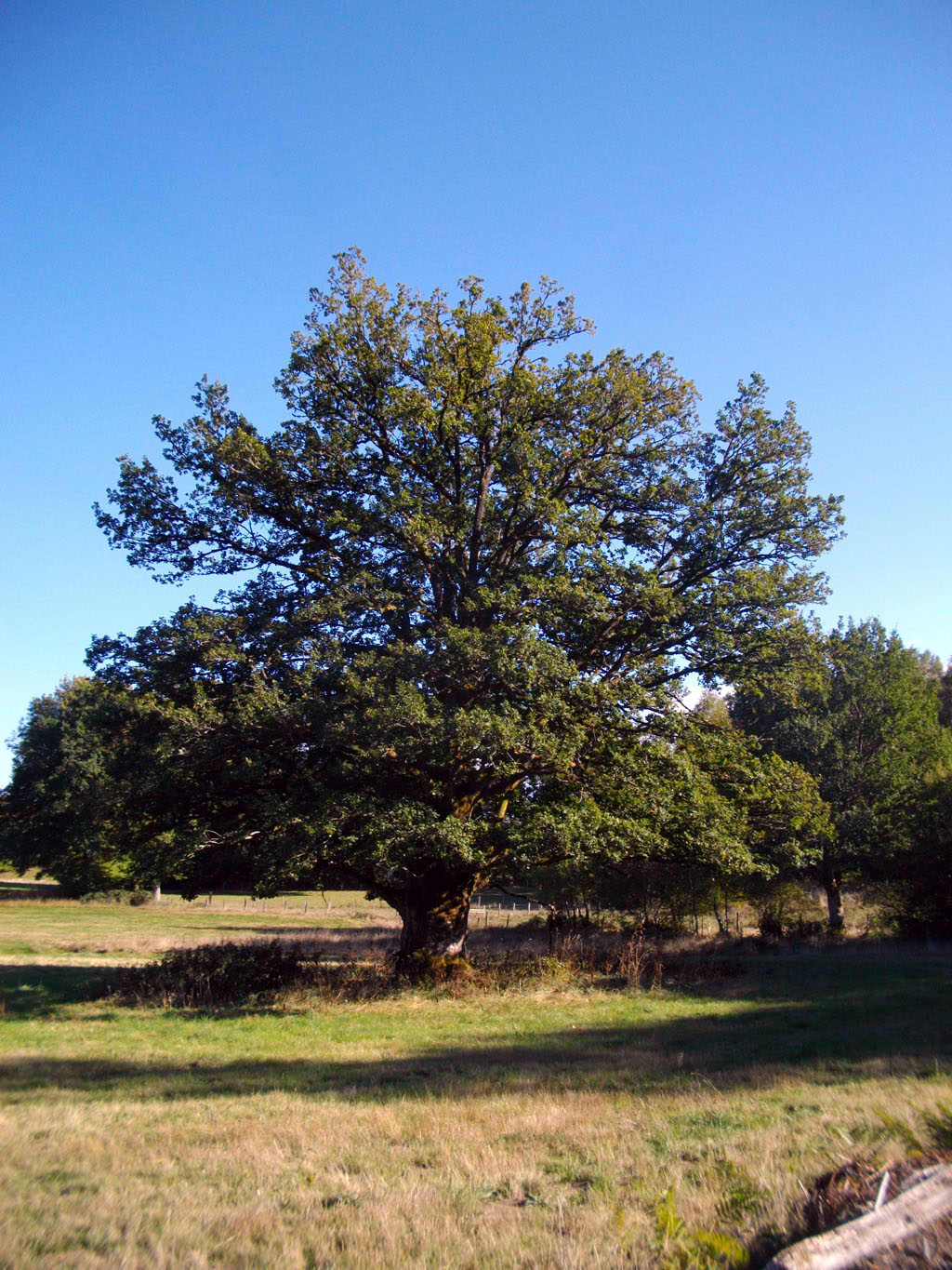 Vie d'antan — photo 3