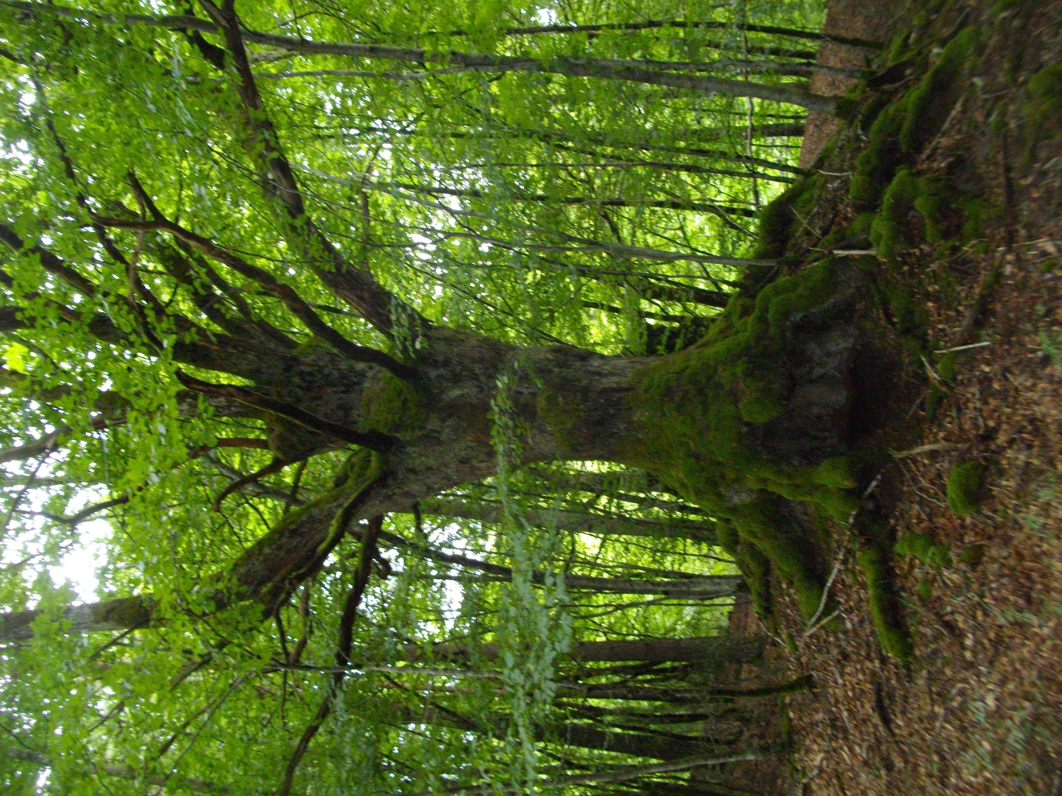 Les Roches de Murat - 9 km - photo 3