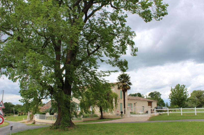Arbre de la Liberté