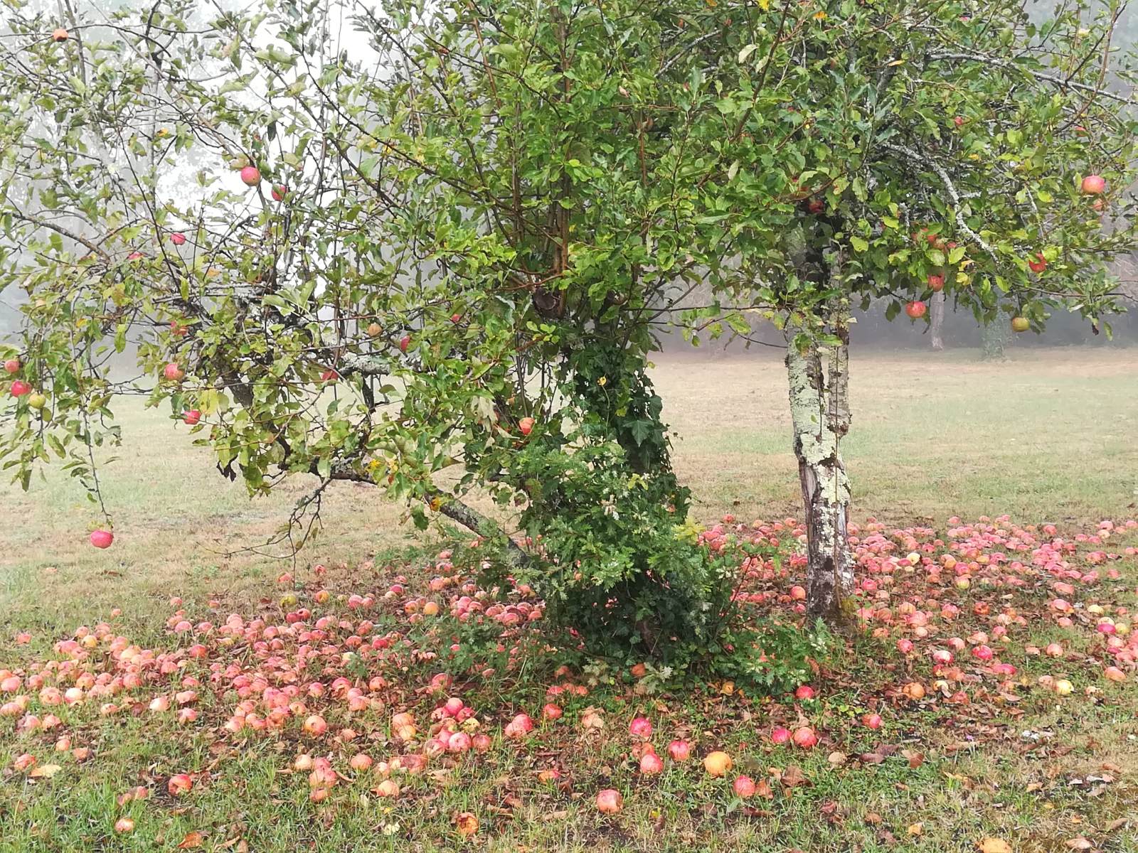 La Camiranaise, Camiran - photo 7