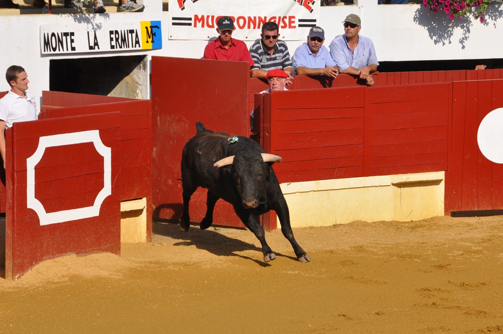 Arènes Henri Capdeville, Saint-Sever - photo 5