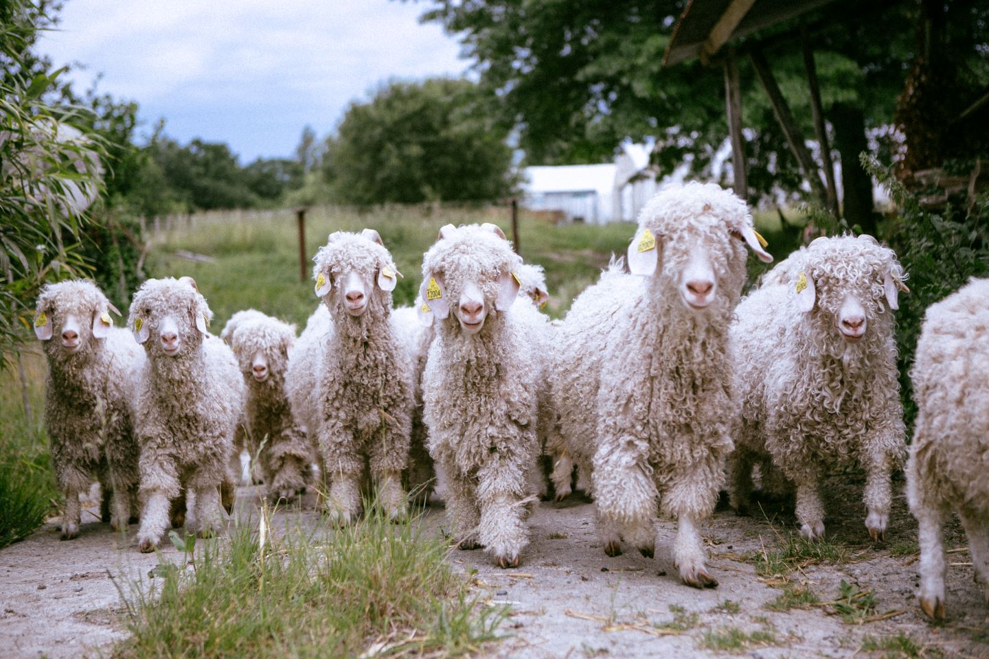 Ferme Laneya