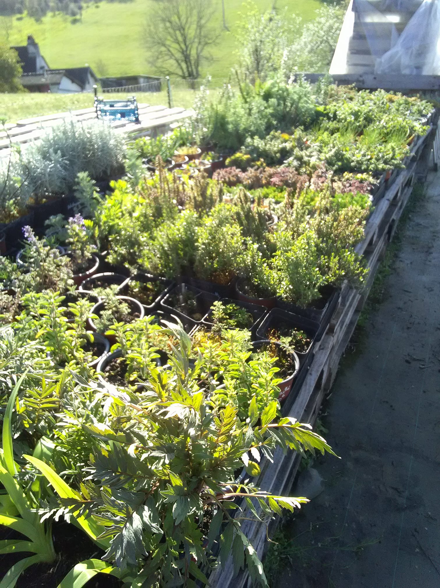 Aromatignac - photo 2