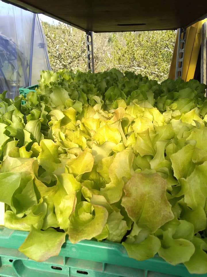 Aromatignac