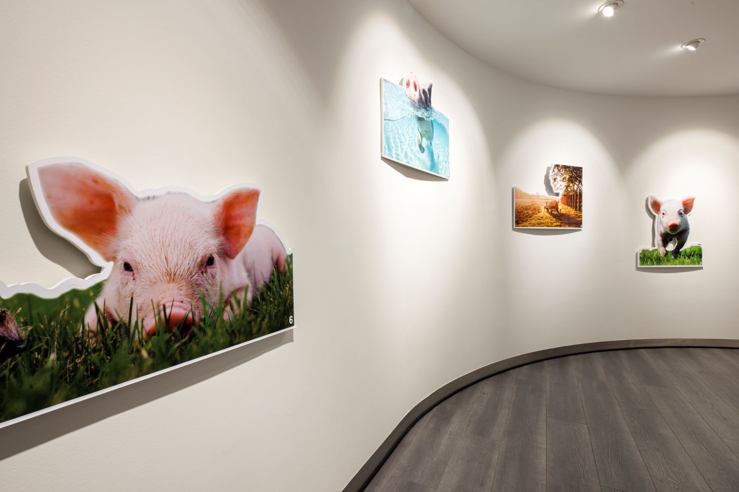 Espace muséographique de la Maison du Jambon de Bayonne, Arzacq-Arraziguet - photo 3