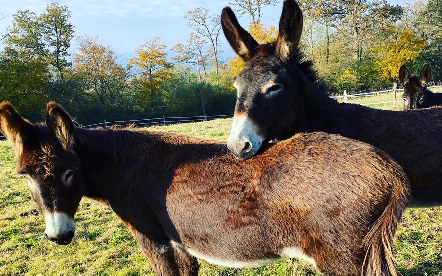 Asinerie des Camot's - photo 3