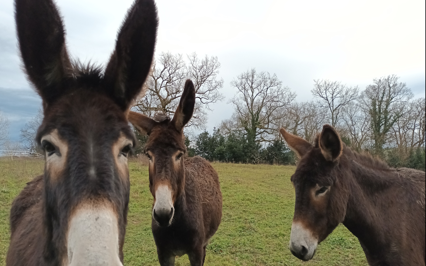 Asinerie des Camot's - photo 4