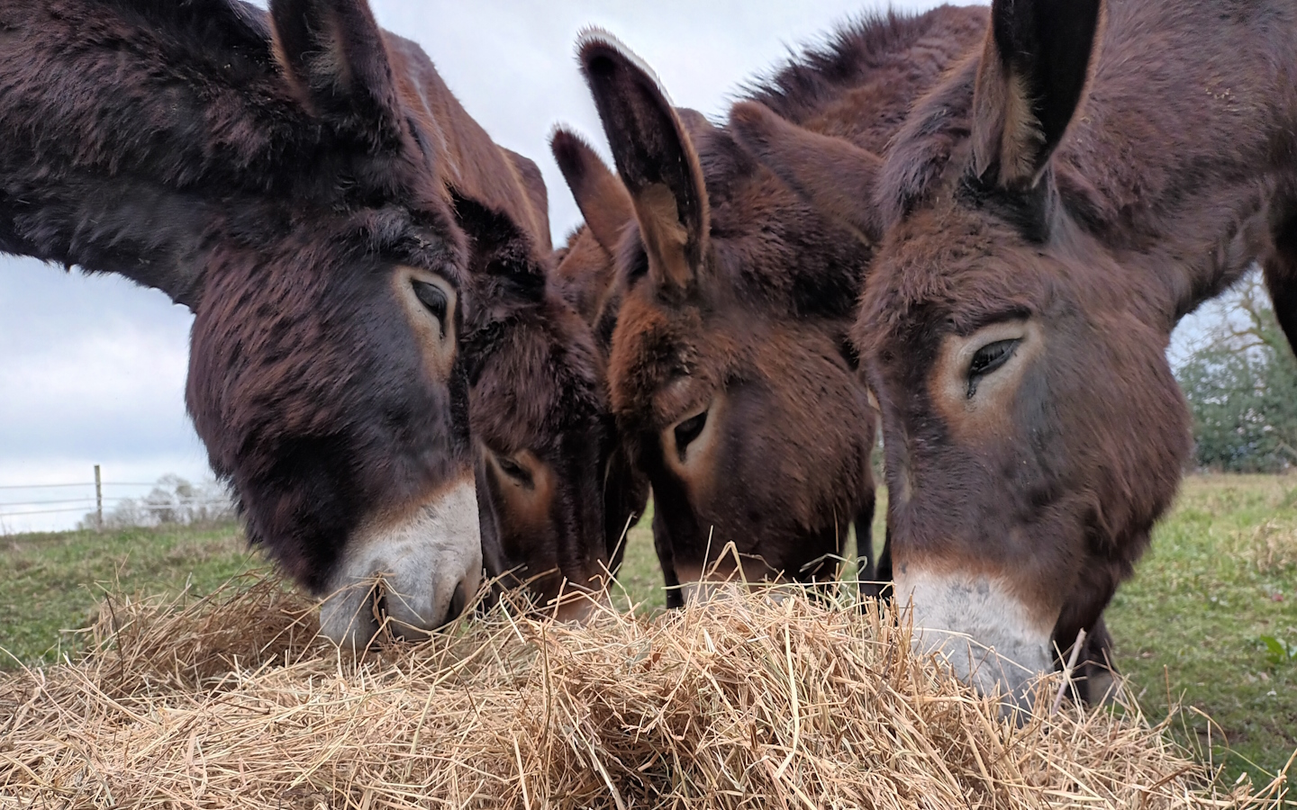 Asinerie des Camot's - photo 2