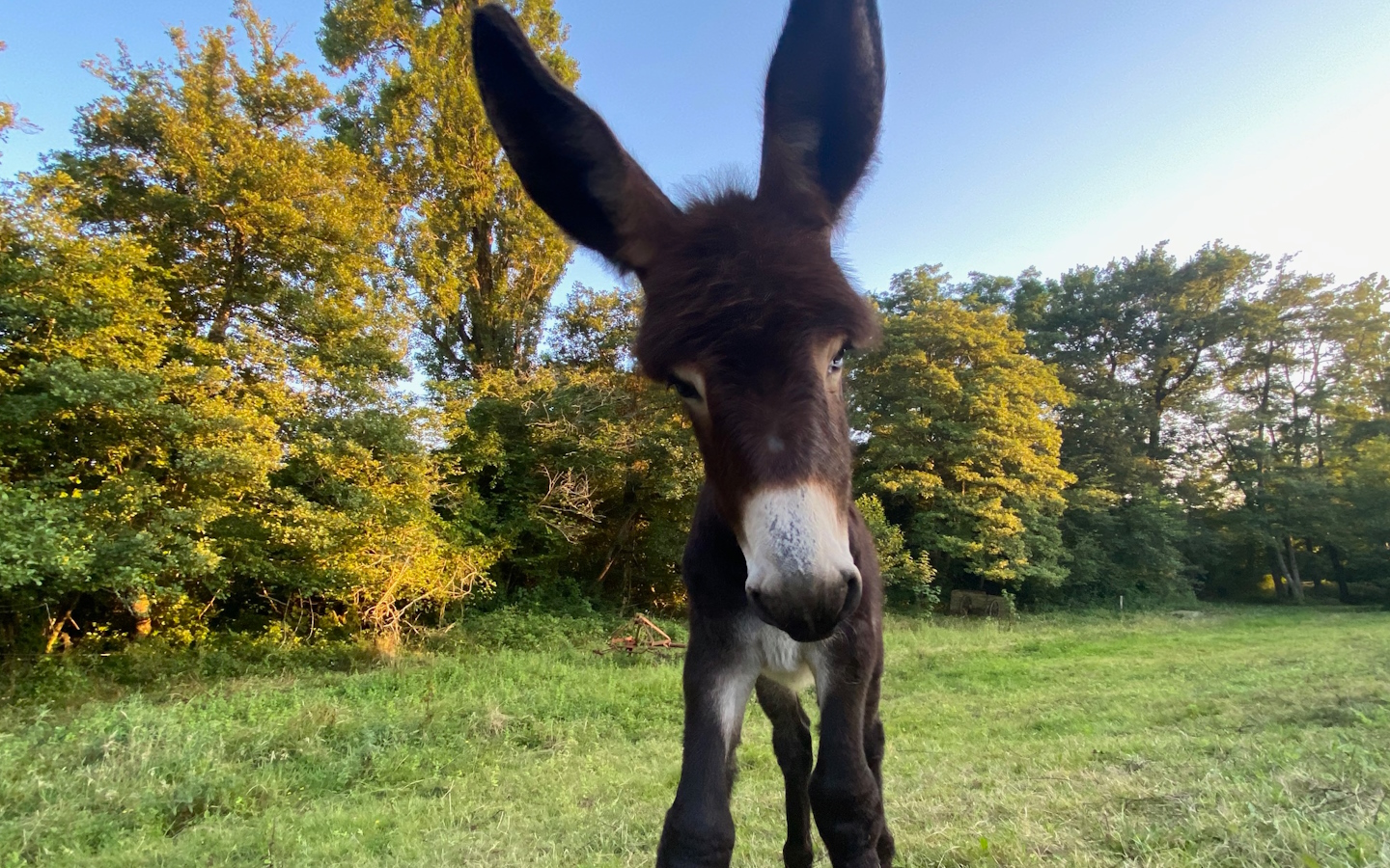 Asinerie des Camot's