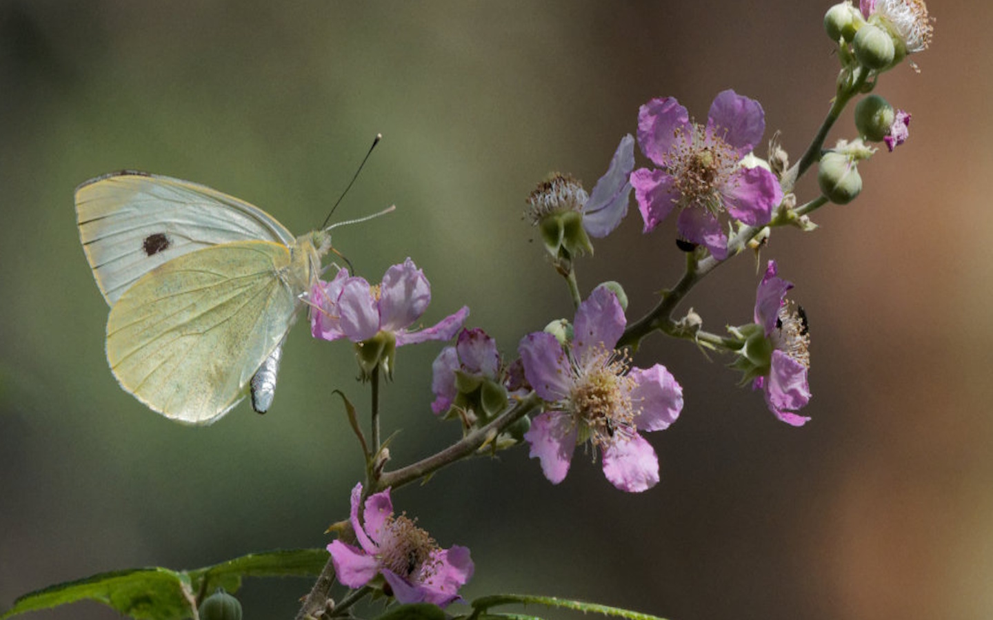 Atelier photo : apprenez à photographier les insectes pollinisateurs ! — visuel événement