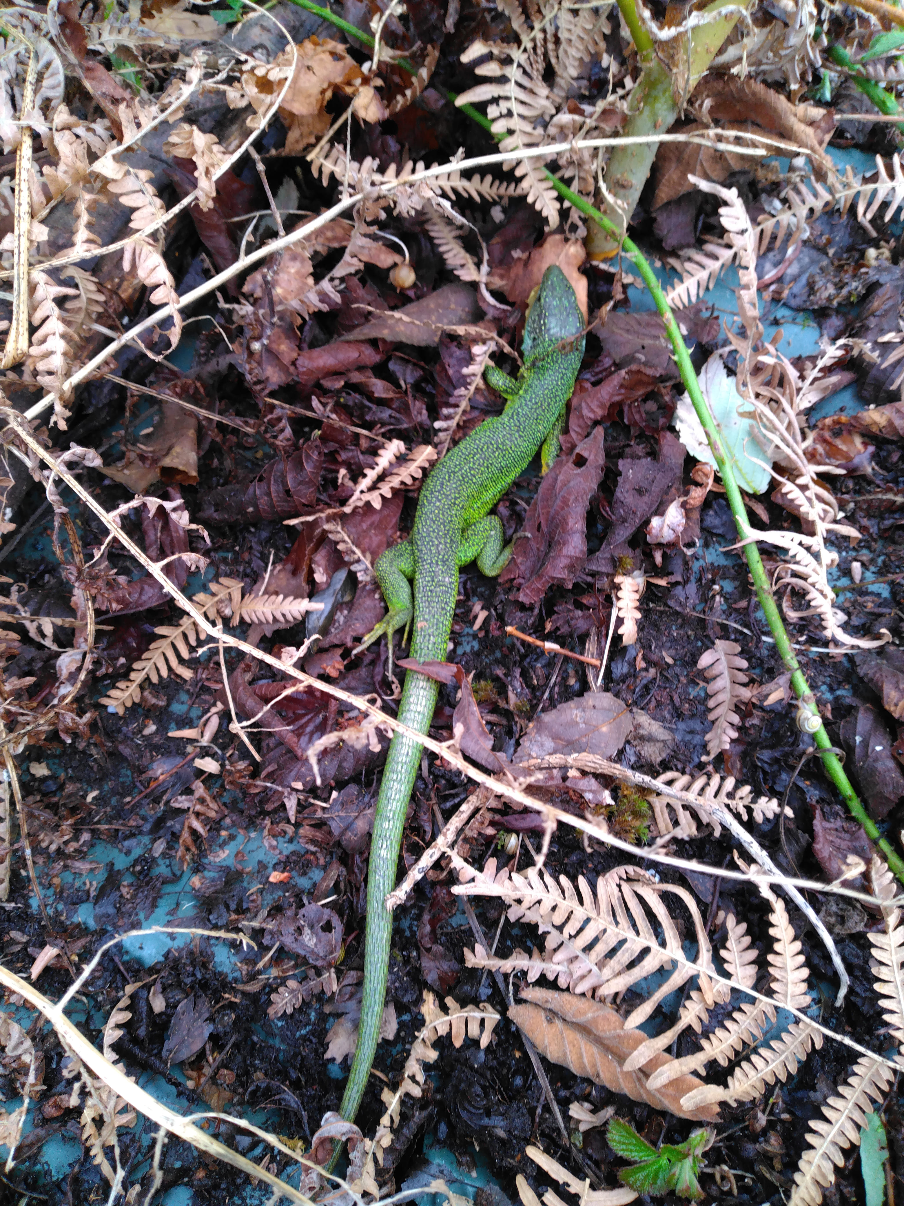 Au Pré du Vivant, Beyssenac - photo 2