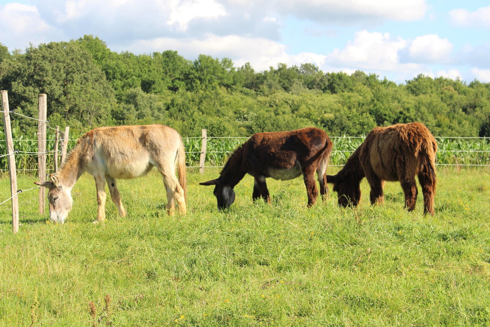 Association médiation - Compagnons, Saint-Amand-de-Vergt - photo 3