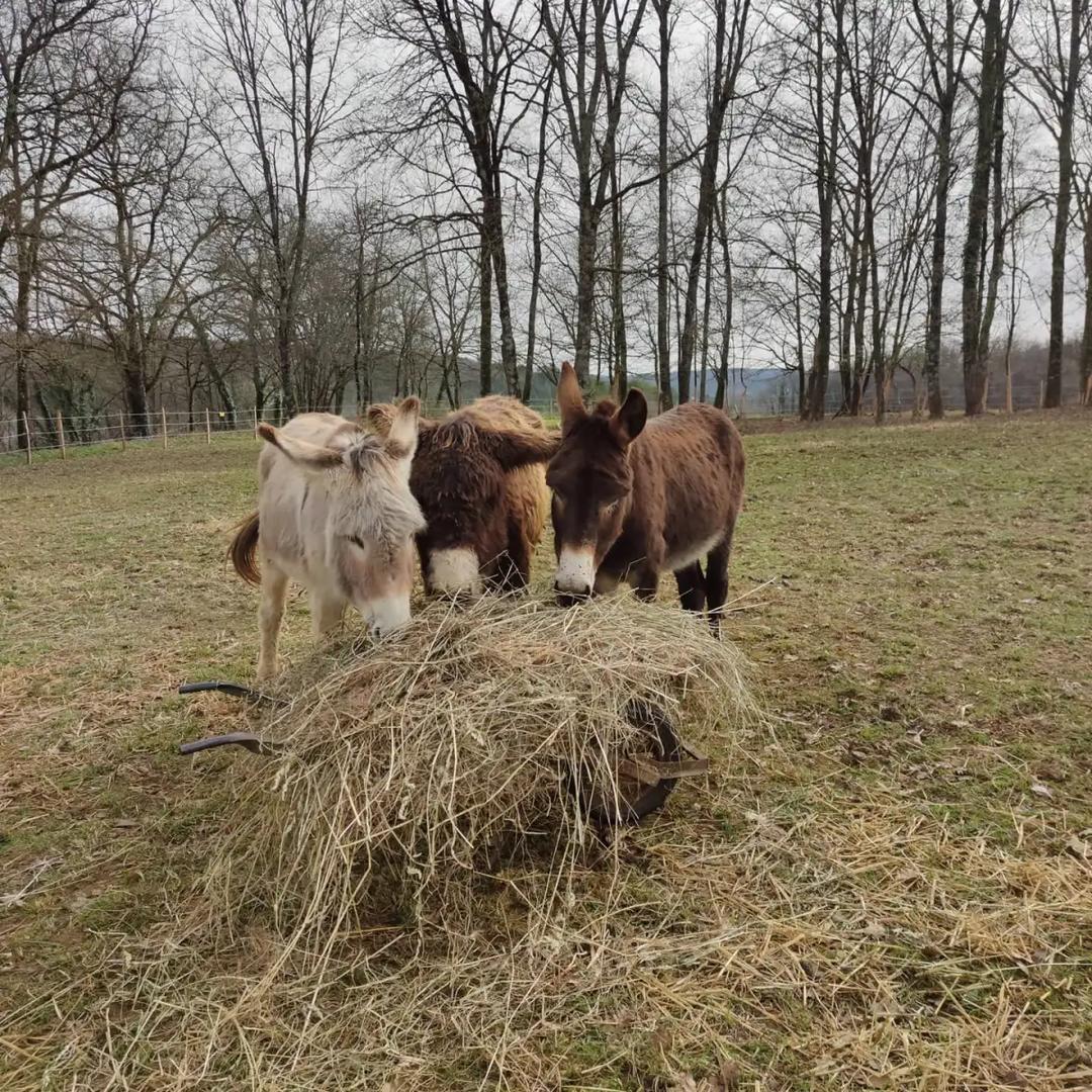 Association médiation - Compagnons, Saint-Amand-de-Vergt - photo 2