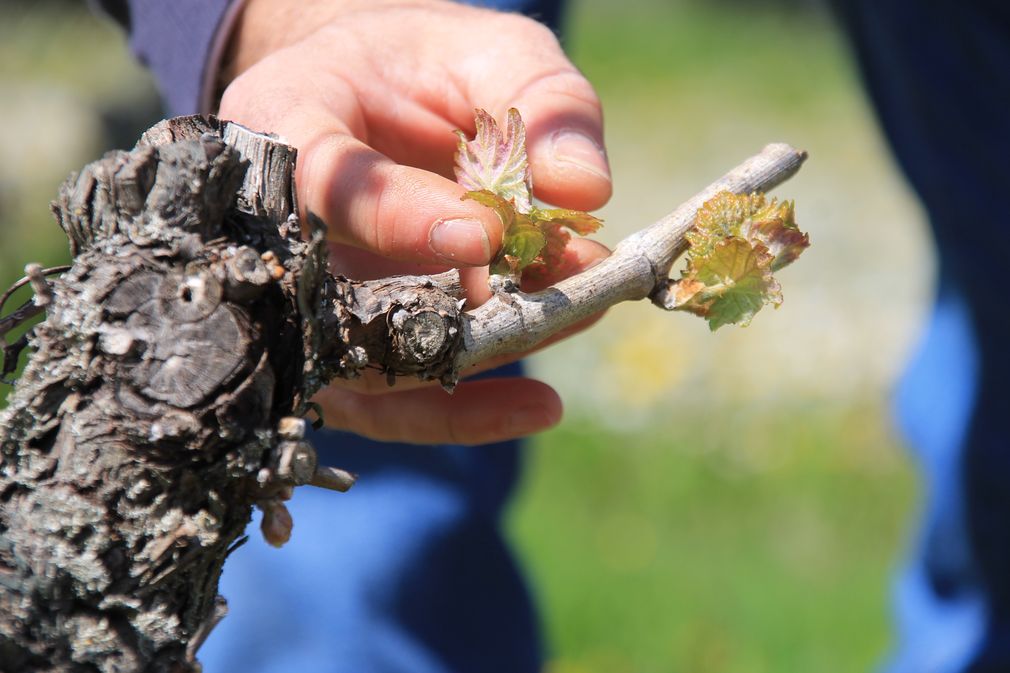 Château des Tertres du Plantou - photo 4