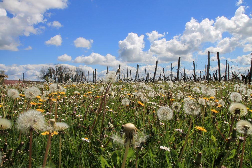Château des Tertres du Plantou