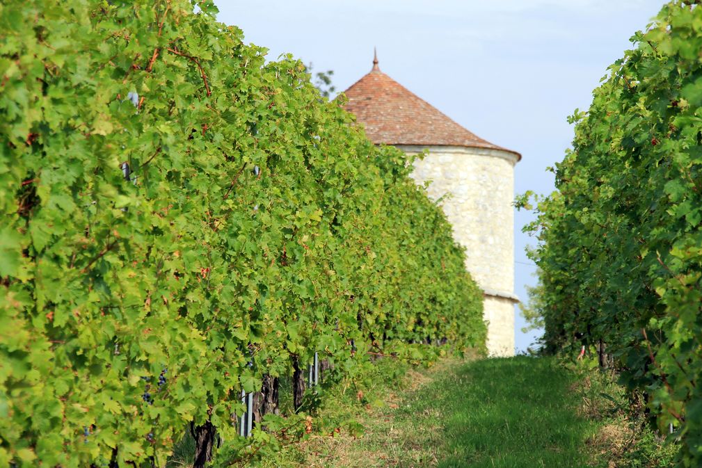 Château Montdoyen - photo 3