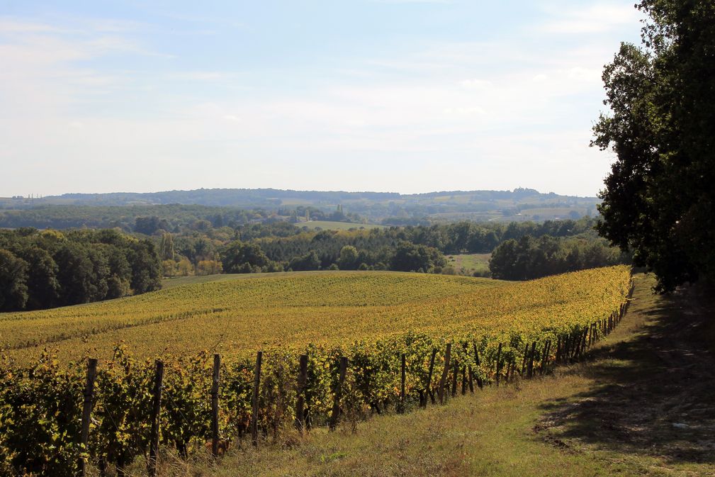 Château Montdoyen - photo 2