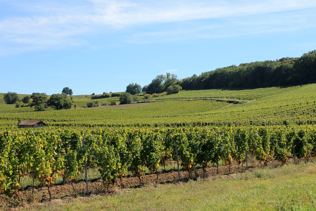Château Le Fagé — photo 2