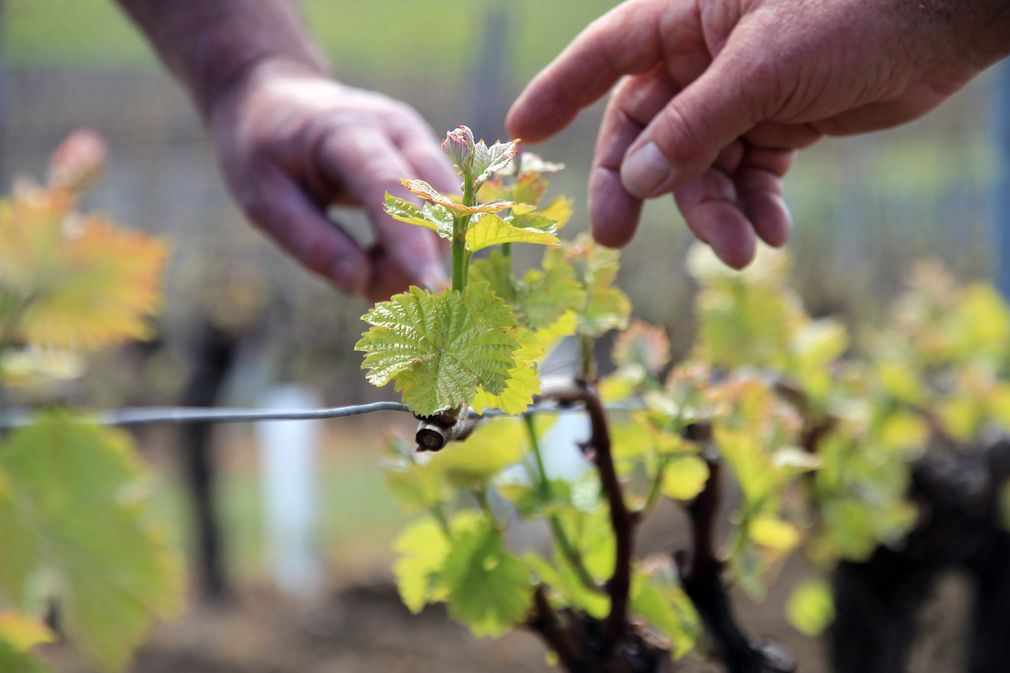 Château Pech La Calevie