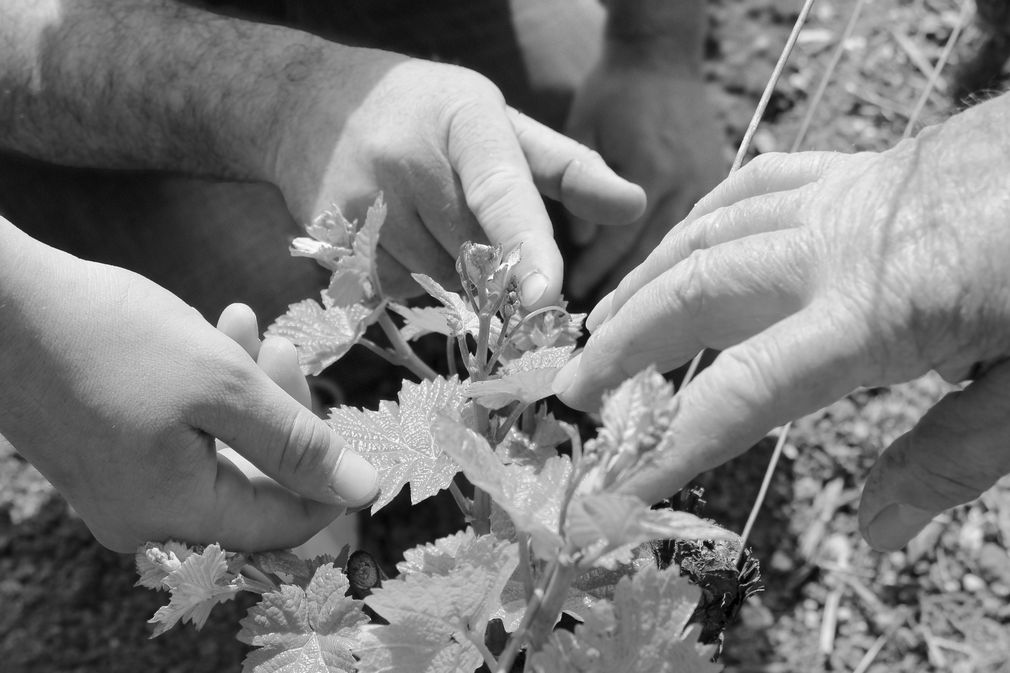 Château Pech La Calevie - photo 5