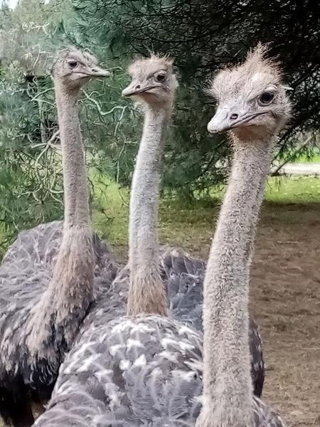 Ferme Avicole des Grands Champs