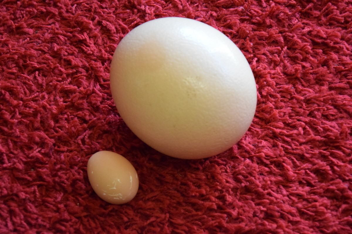 L'Autruche Neuvicoise - photo 4