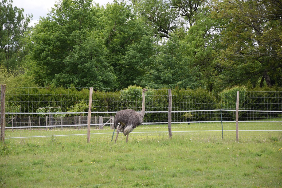 L'Autruche Neuvicoise - photo 5