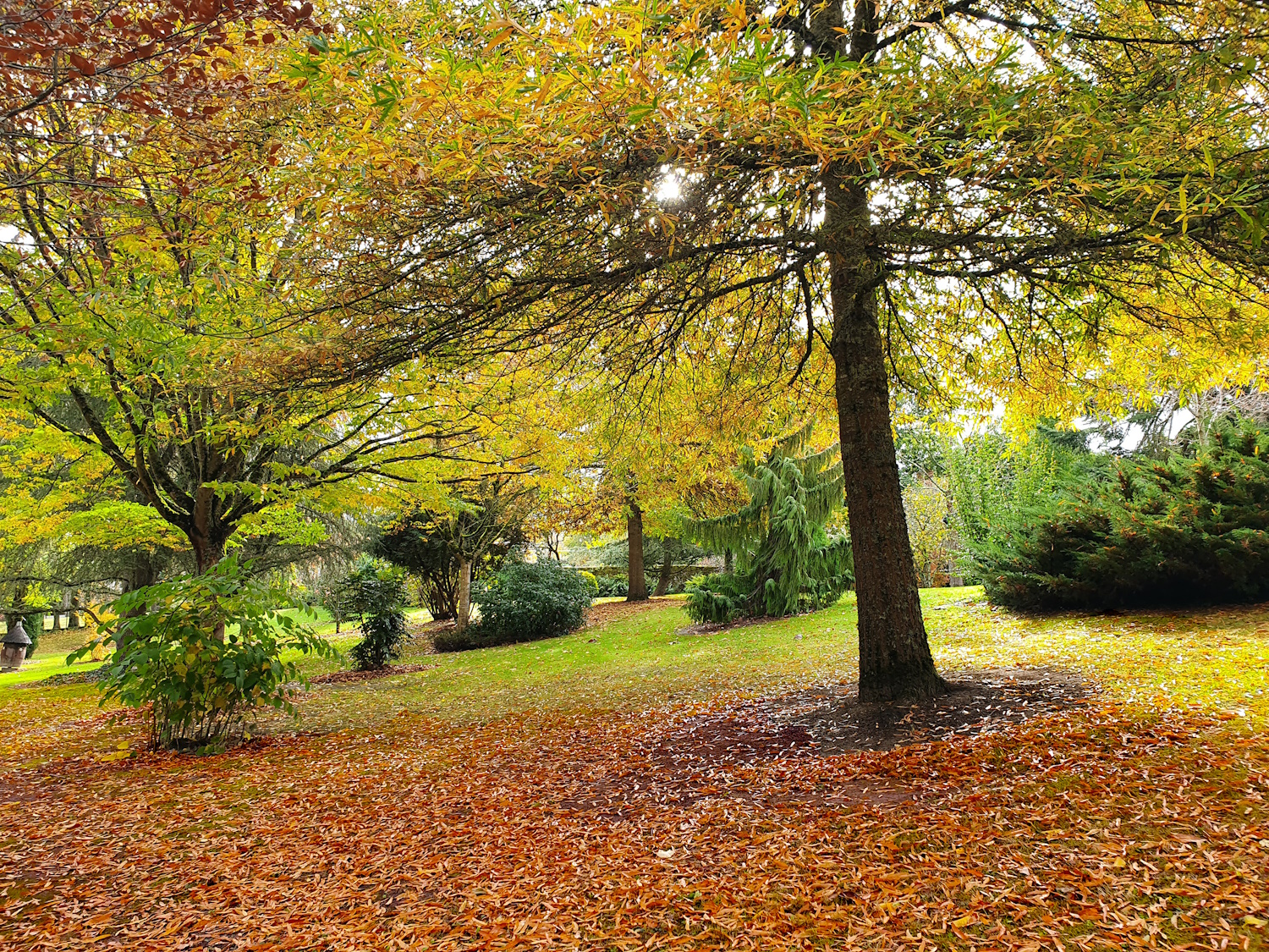 Arboretum communal, Bessines-sur-Gartempe - photo 2