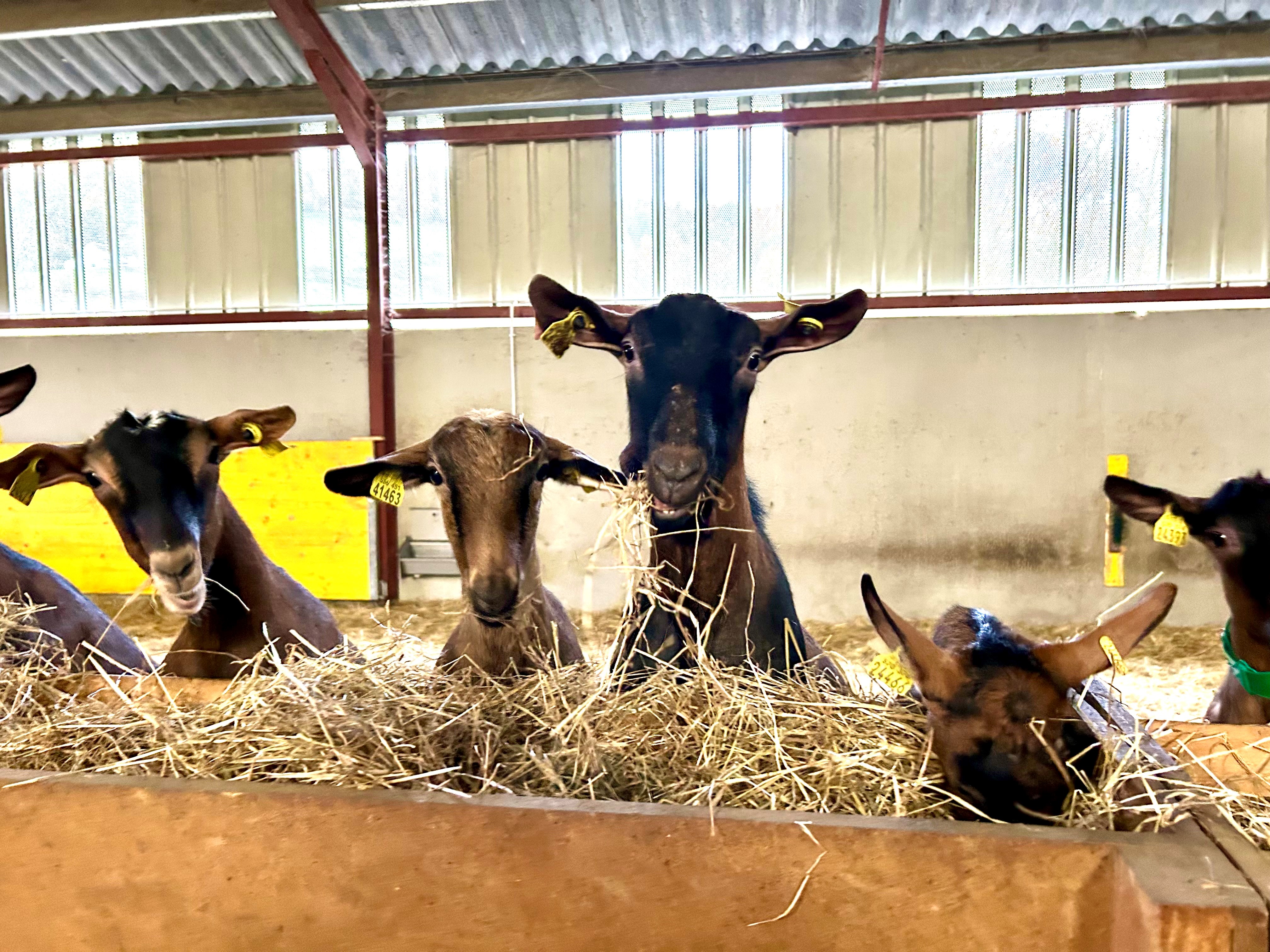 La Ferme Bidalot - Maxime SALIES et Maite ETCHEVERRY