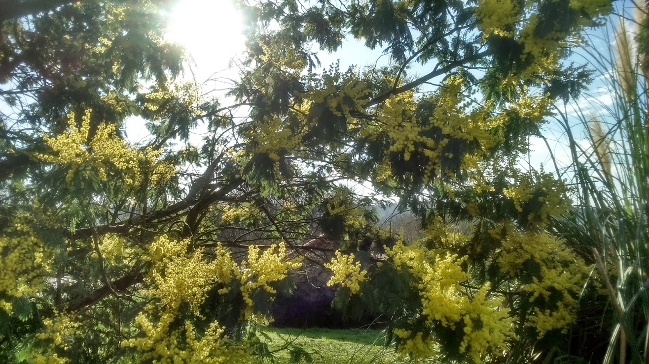 Brameloup-Jardin ovale, Coudures - photo 8