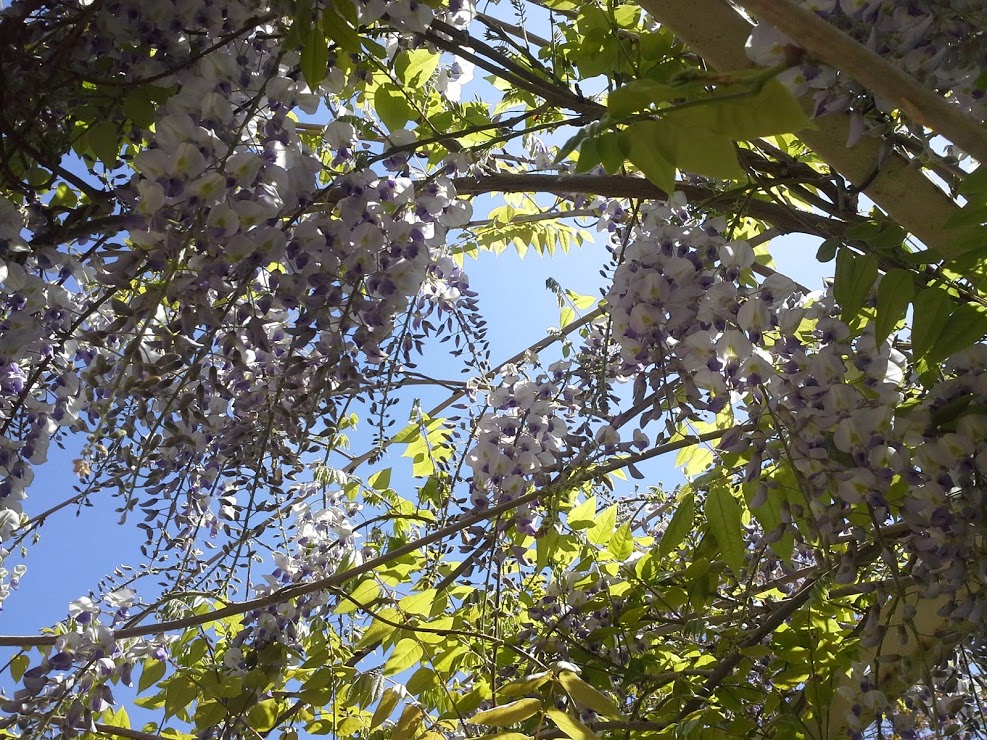 Brameloup-Jardin ovale, Coudures - photo 18