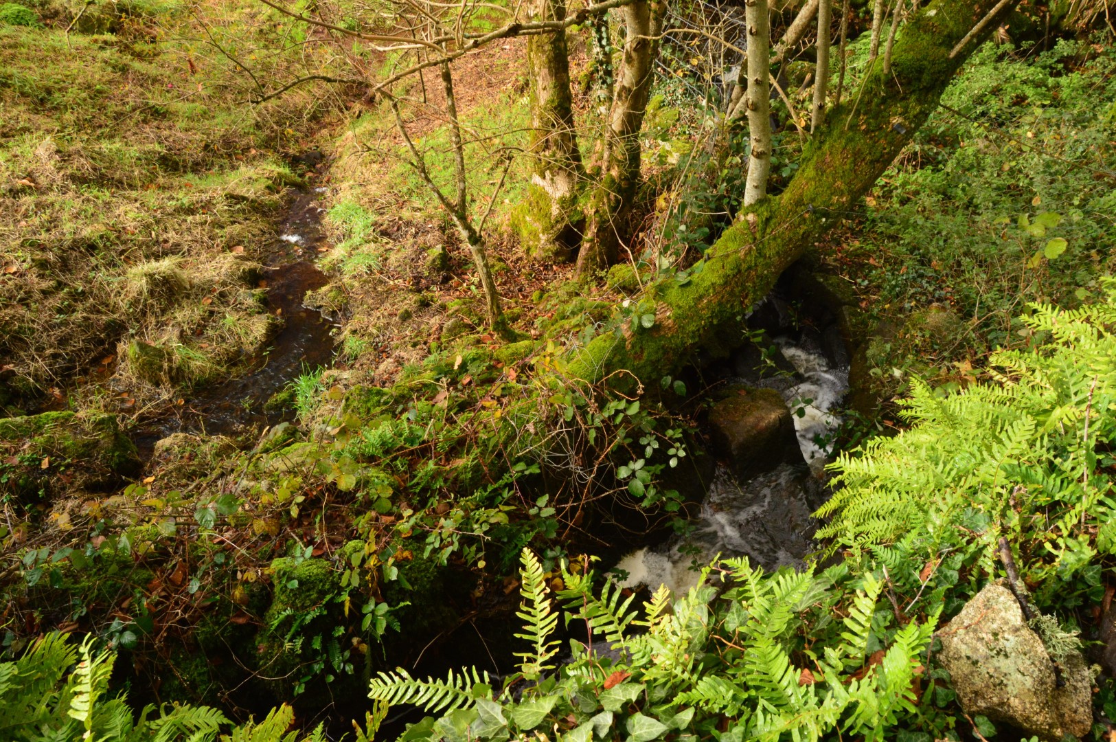 Boucle Locale N°53 Masgot, village sculpté et l'église décorée de Sous-Parsat, Fransèches - photo 2