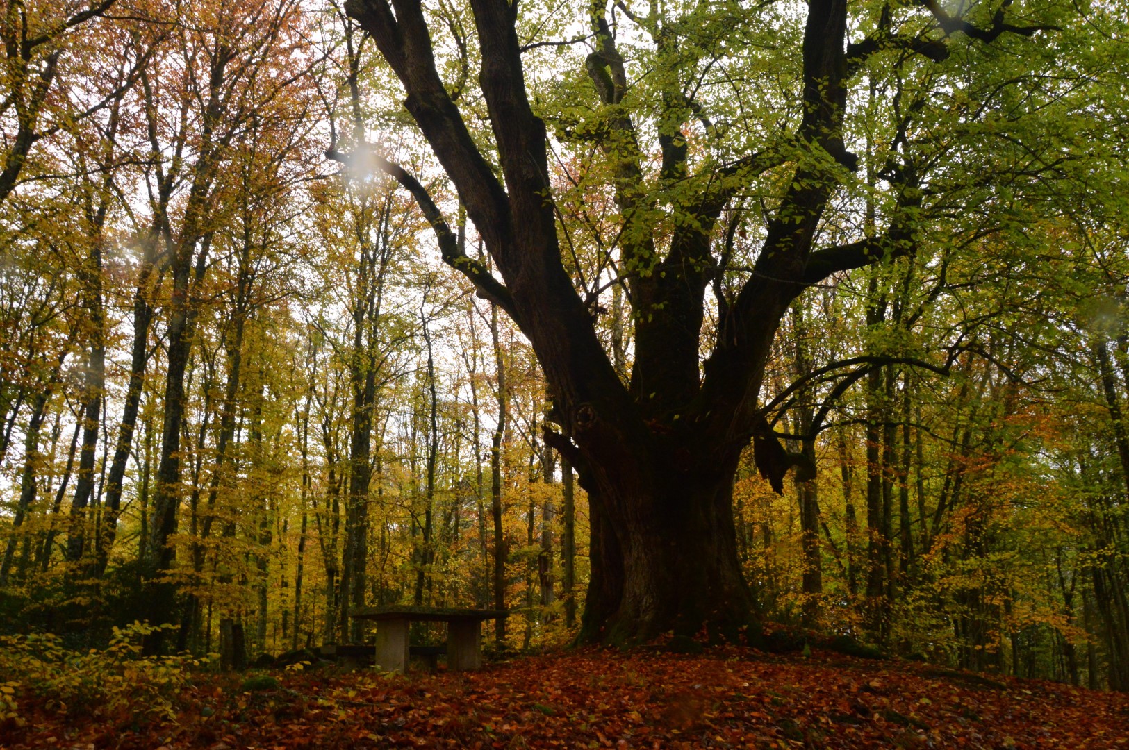 Boucle Locale N°53 Masgot, village sculpté et l'église décorée de Sous-Parsat, Fransèches - photo 3