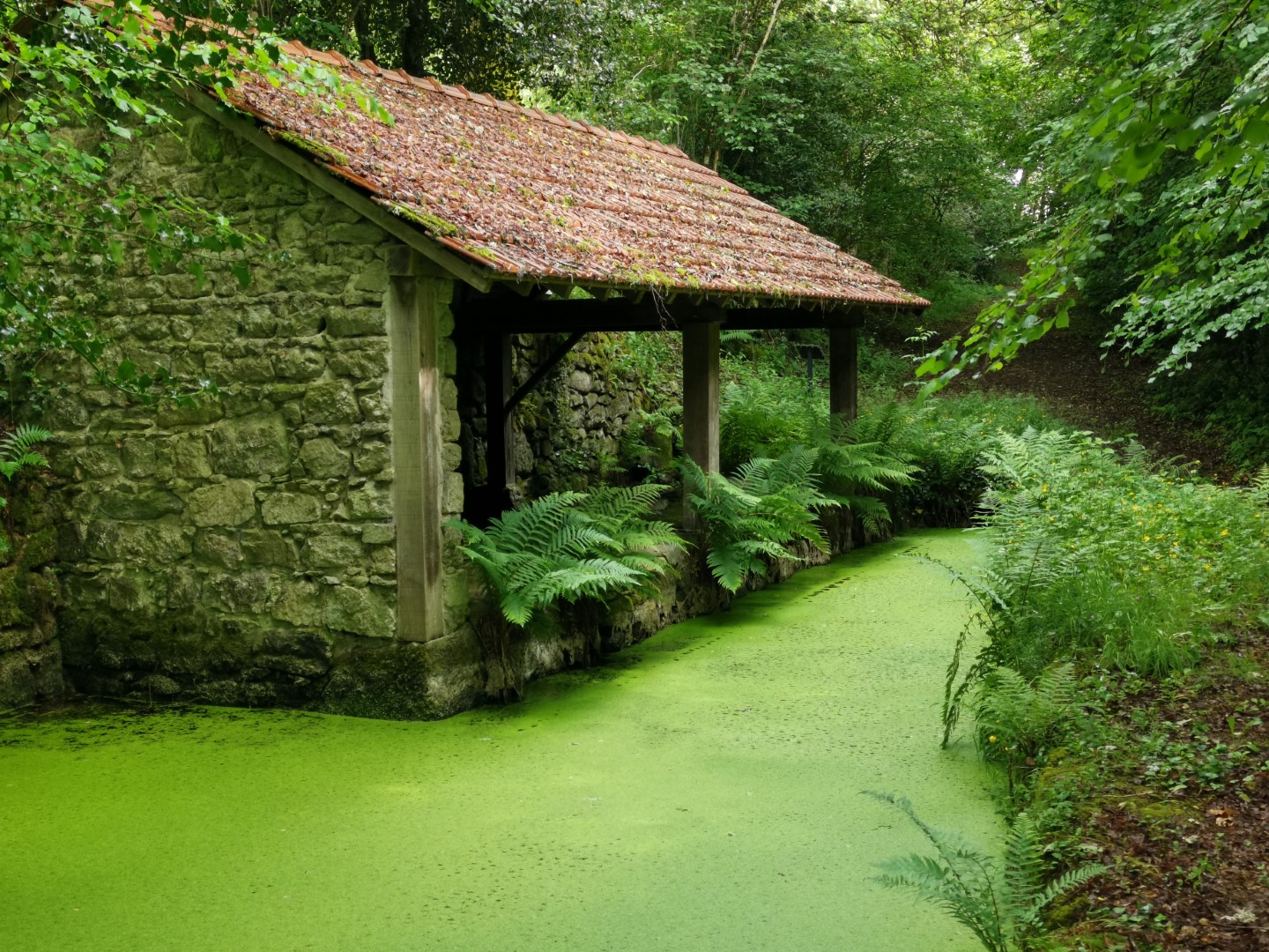Boucle Locale N°51 La Boucle du château de pierres, Soubrebost - photo 2