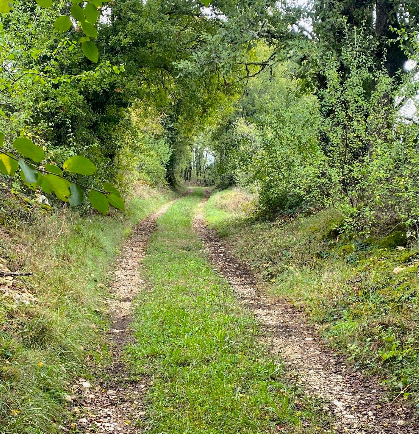 Boucle des orchidées