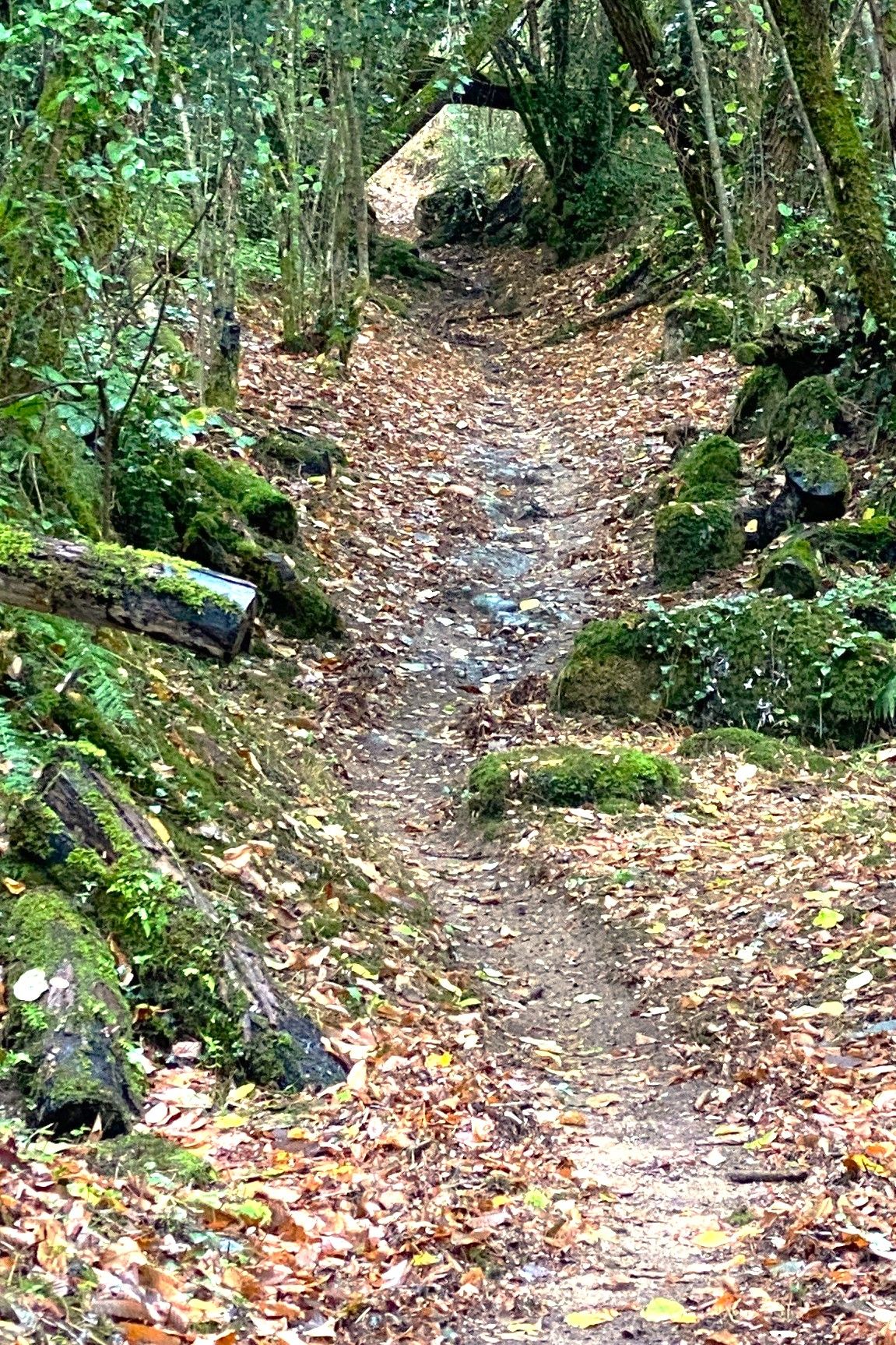 Boucle du Buisson, Busserolles - photo 6