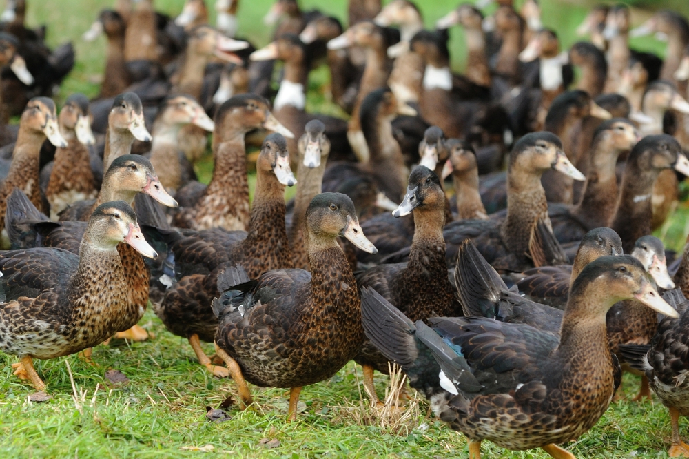 Ferme au Petit Comte