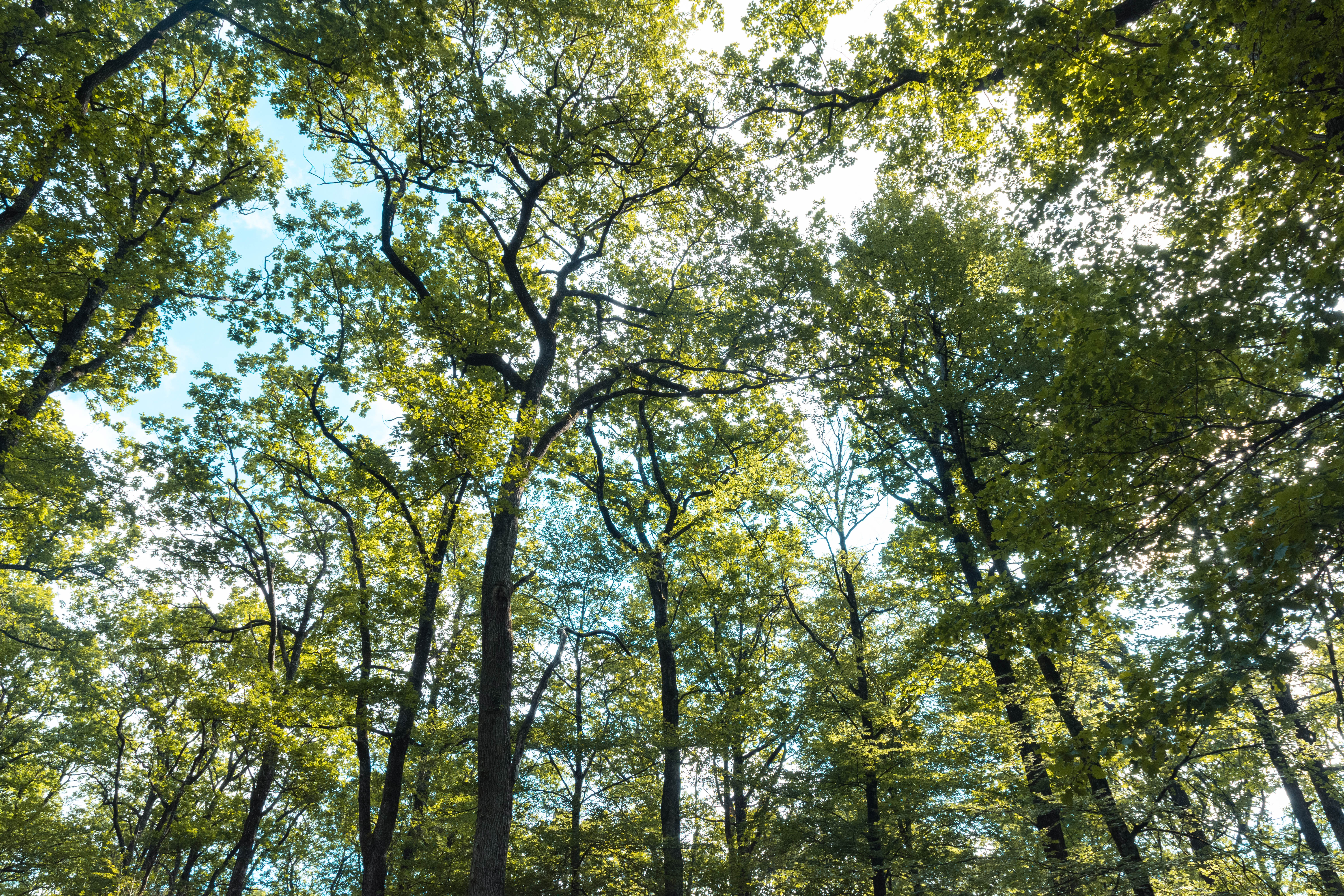 La Boucle du bois clair - Circuit n°19