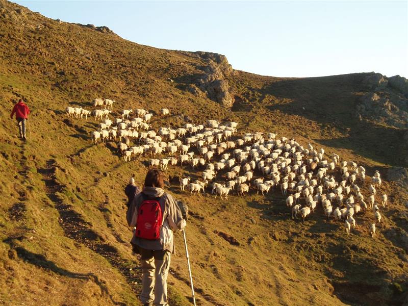 Ferme Peotenia - Balade avec un berger à Iraty