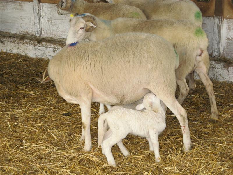 Ferme Peotenia - Balade avec un berger à Iraty