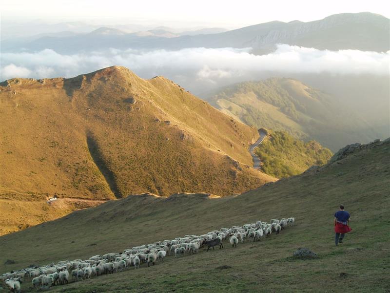 Ferme Peotenia - Balade avec un berger à Iraty