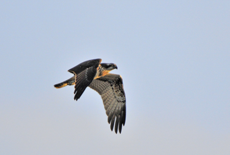 Lac du Brayssou - Pêche et randonnée pédestre., Tourliac - photo 6