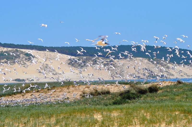 La réserve naturelle du Banc d'Arguin, La Teste-de-Buch - photo 4