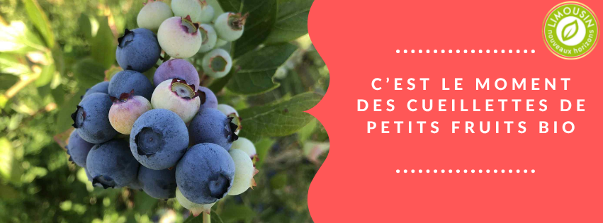 Auto-cueillette des myrtilles bio à la ferme, Saint-Genest-sur-Roselle